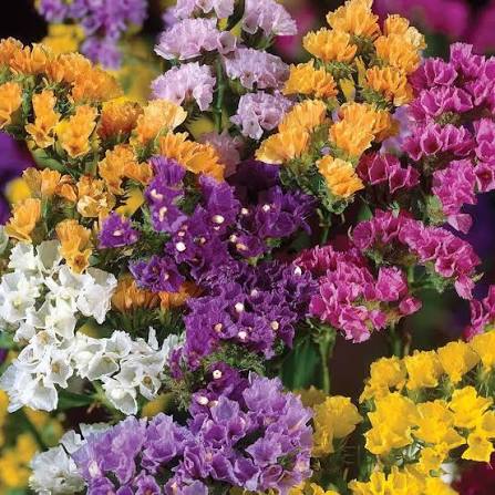 Statice Limonium Pacific Mixed Flower Seeds with colorful long-lasting blooms