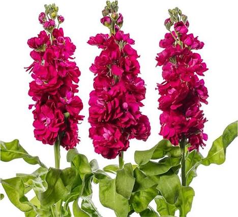 Stocks Double Dwarf Matthiola Ten Week Mixed Flower Seeds with fragrant colorful blooms