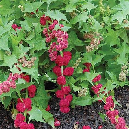 Strawberry Spinach Seeds edible leaf and red berry-like garden plant