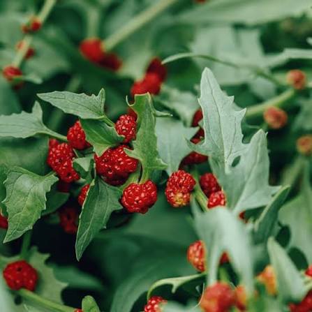 Strawberry Spinach Seeds edible leaf and red berry-like garden plant