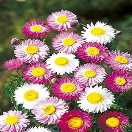 Strawflower Acroclinium roseum Red Bonnie flower seeds with bright red papery blooms