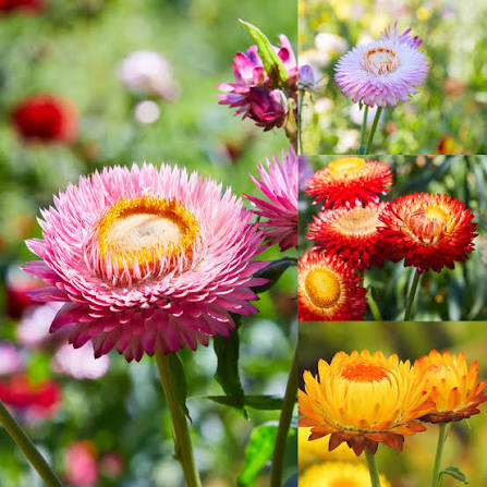 Helichrysum Bracteatum Dwarf Mixed Strawflower seeds for planting