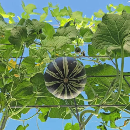 Japanese Tiger Melon Seeds – Striped Asian Melon Garden Fruit Variety
