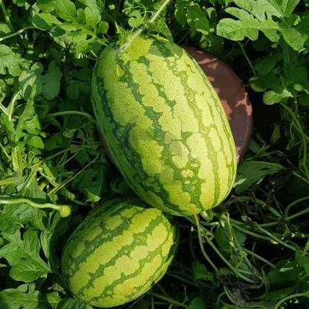 Iris Hybrid F1 Watermelon Seeds – Striped Watermelon Garden Fruit Variety