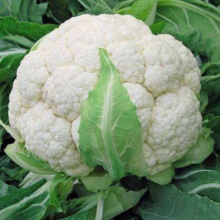 Sub Tropical Cauliflower Seeds for Planting – White Cauliflower Vegetable Seeds