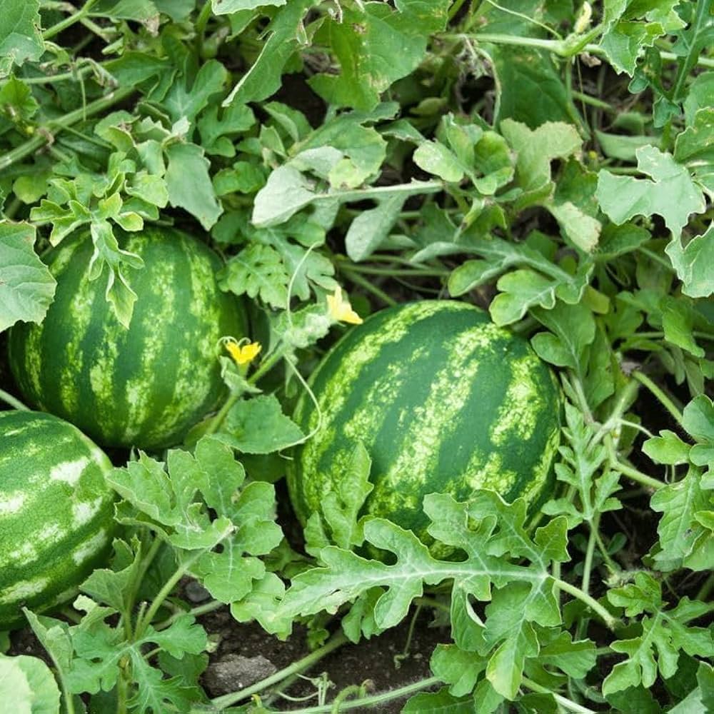 Sugar Baby Watermelon Seeds for growing sweet compact watermelons