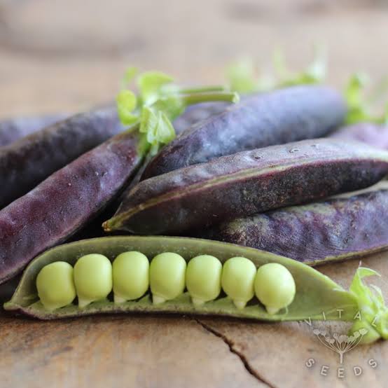 Sugar Magnolia Sweet Pea Seeds for growing heirloom purple pod Pisum sativum snap peas