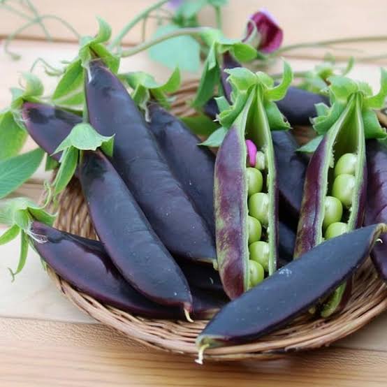 Sugar Magnolia Sweet Pea Seeds for growing heirloom purple pod Pisum sativum snap peas