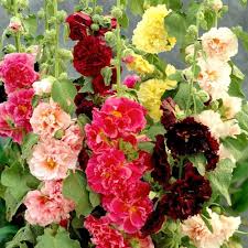 Hollyhock Summer Carnival Annual Mixed Flower Seeds for Planting – Heirloom Colorful Blooms