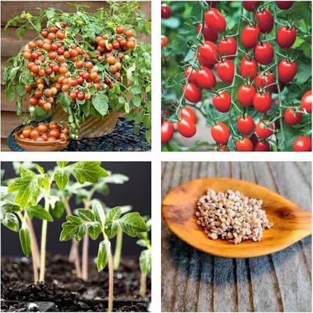 Summer Sour Tomato Seeds for home garden planting