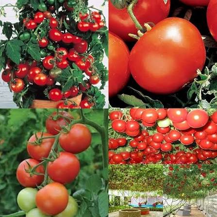 Summer Sour Tomato Seeds for home garden planting