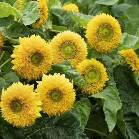 Sunflower Sungold Dwarf Flower Seeds with golden double blooms