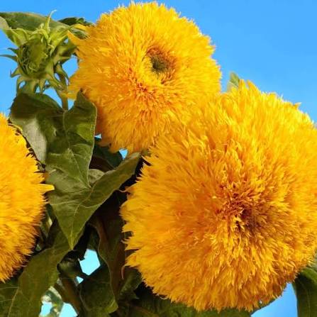 Sunflower Sungold Dwarf Flower Seeds with golden double blooms