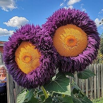 Sunflower Teddy Bear Flower Seeds with fluffy double yellow blooms