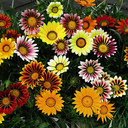 Gazania Splendens Sunshine Mixed Treasure Flower seeds for planting