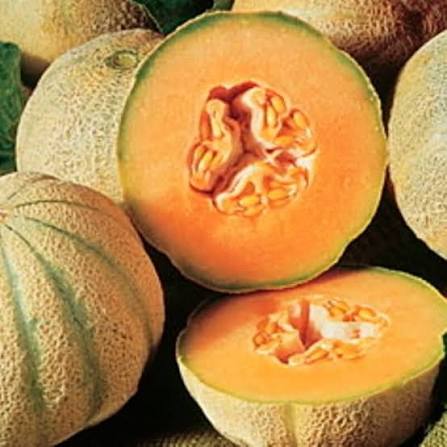 Charentais Muskmelon Seeds – Sweet French Melon Garden Variety