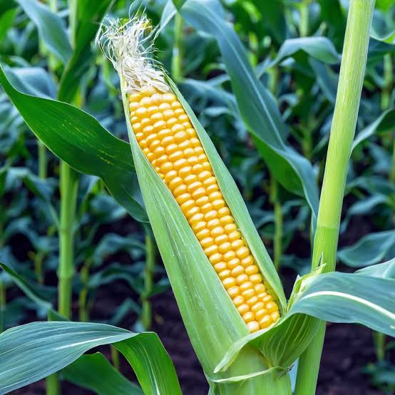 Sweet Corn Seeds – Fresh Home Garden Vegetable Variety