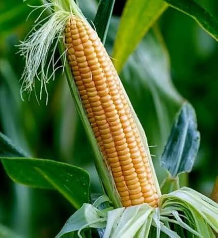 Sweet Corn Seeds – Fresh Home Garden Vegetable Variety