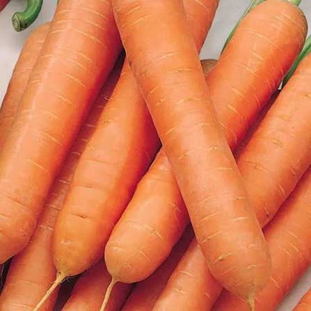 Nantes Carrot Seeds – French Carrot Variety for Growing Sweet Orange Carrots