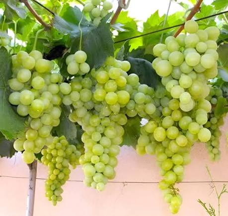 Green Grape Seeds for growing heirloom Non-GMO sweet fruit grape vines