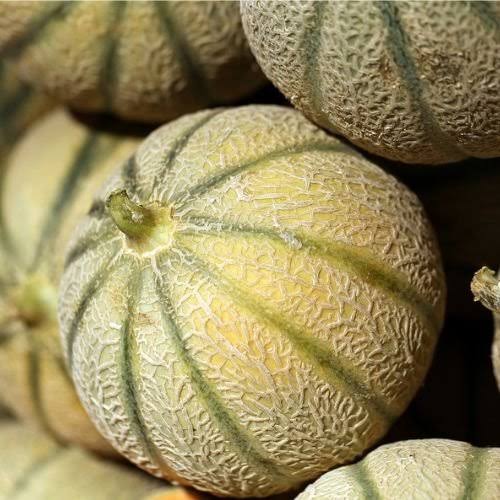 F1 Hybrid Muskmelon Seeds – Sweet Garden Fruit Variety for Planting