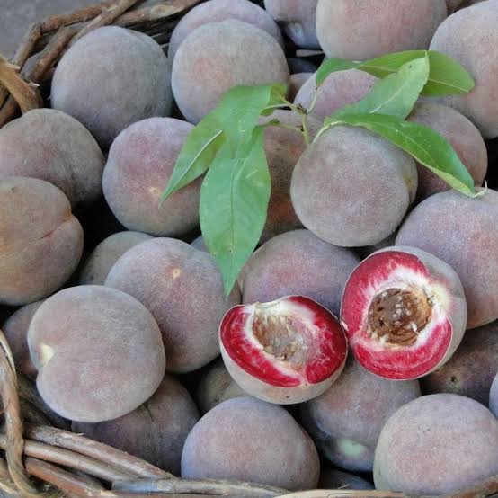 Vineyard Peach Seeds for growing heirloom sweet peach fruit trees in home gardens