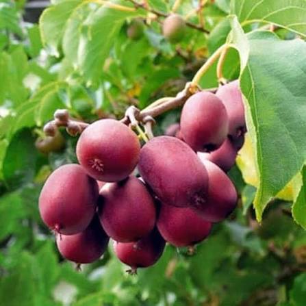 Red Kiwi Seeds for growing Actinidia chinensis sweet red-flesh fruit vines