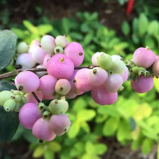 Coralberry Seeds for growing Symphoricarpos orbiculatus pink berry flowering shrubs