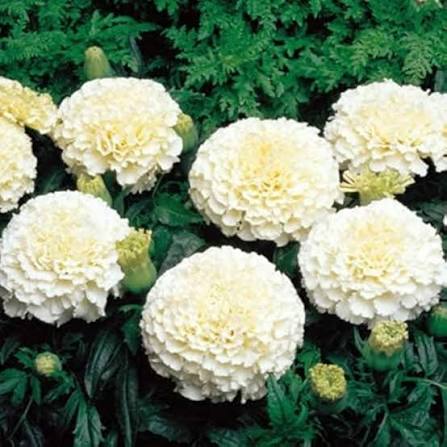 F2 Tagetes Double Dwarf White Marigold Flower Seeds with white double blooms