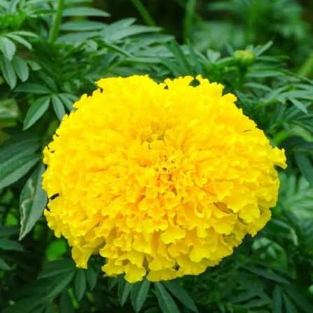 F2 Tagetes Double Dwarf Yellow Marigold Flower Seeds with bright yellow double blooms