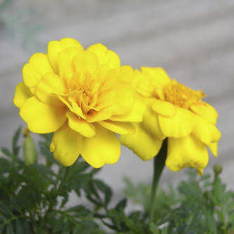 French Marigold Tagetes Patula Nana Double Yellow Flower Seeds with bright yellow double blooms