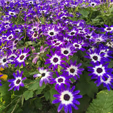 Senecio Cineraria Hybrida Tall Mixed flower seeds for planting