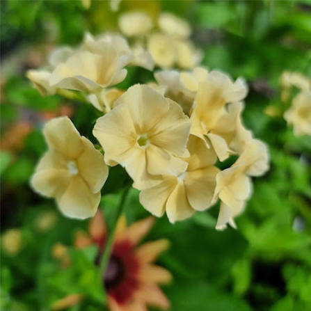 Annual Phlox Phlox Drummondii Tall Yellow flower seeds with bright yellow blooms