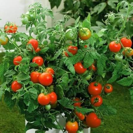 Sour Tomato Seeds Kharif variety for home garden planting