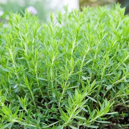 Tarragon Artemisia Dracunculus herb microgreen seeds for growing fresh aromatic green leaves