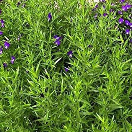Tarragon Artemisia Dracunculus herb microgreen seeds for growing fresh aromatic green leaves