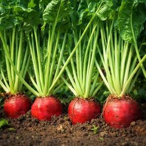 TEMP Beetroot Seeds root vegetable variety for home garden planting