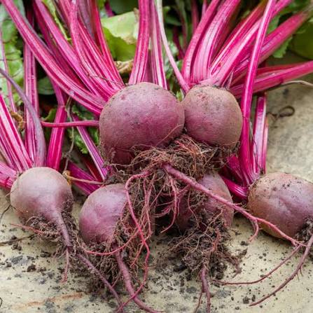 TEMP Beetroot Seeds root vegetable variety for home garden planting