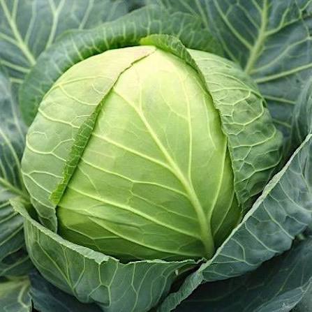 Round Cabbage Seeds – TEMP Variety for planting and growing fresh cabbage