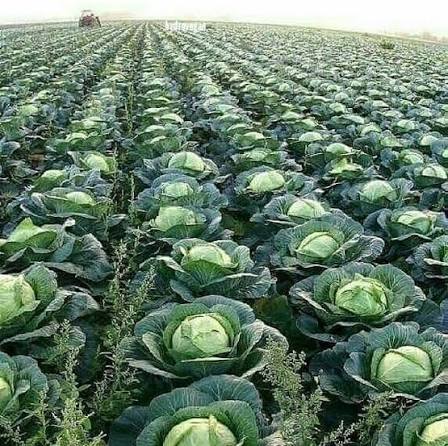 Flat Cabbage Seeds – TEMP Variety for planting and growing fresh cabbage