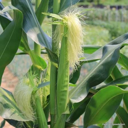 Baby Corn Seeds for Planting – Tender Young Baby Corn Vegetable Crop