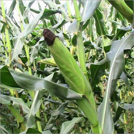 Baby Corn Seeds for Planting – Tender Young Baby Corn Vegetable Crop