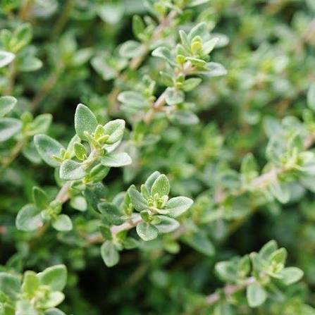Thyme English Winter herb microgreen seeds for growing fresh aromatic green thyme leaves