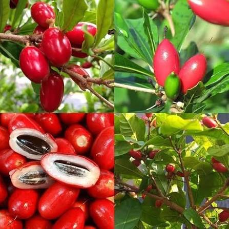 Himalayan Tibetan Goji Berry Seeds for growing Lycium barbarum wolfberry fruit bushes