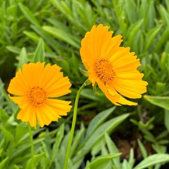 Coreopsis Lanceolata Double Sunburst Tickseed flower seeds for planting
