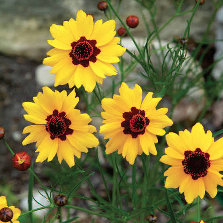Tickseed Calliopsis Bicolor Tall Mixed flowers growing in a garden