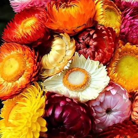 Helichrysum Tom Thumb Mixed Flower Seeds for Planting – Strawflower Seeds