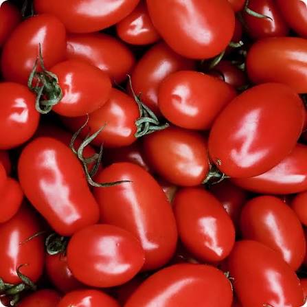 Tomato Cherry Red microgreen seeds for growing sweet red cherry tomatoes