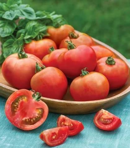 Summer Sour Tomato Seeds for home garden planting