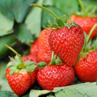Tresca Strawberry Seeds garden fruit variety for home planting